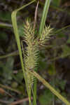 False hop sedge